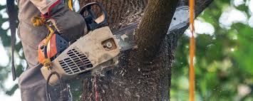 Best Lawn Maintenance Plans  in Mckeesport, PA