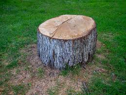 Best Tree Disease Treatment  in Mckeesport, PA