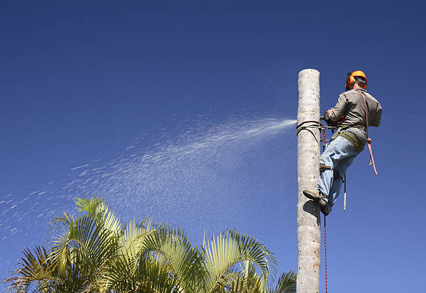 How Our Tree Care Process Works  in  Mckeesport, PA