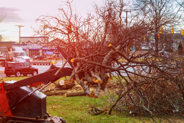 Best Hazardous Tree Removal  in Mckeesport, PA
