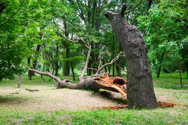Best Tree Cabling and Bracing  in Mckeesport, PA