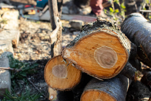 Best Firewood Processing and Delivery  in Mckeesport, PA