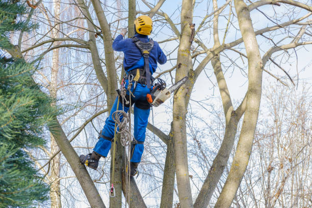 Best Palm Tree Trimming  in Mckeesport, PA