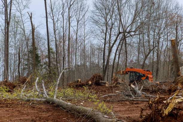 Best Lot and Land Clearing  in Mckeesport, PA