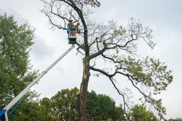 Best Tree and Shrub Care  in Mckeesport, PA
