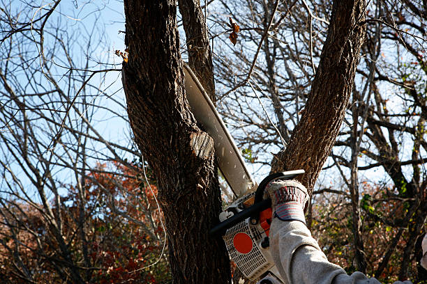 Best Mulching Services  in Mckeesport, PA