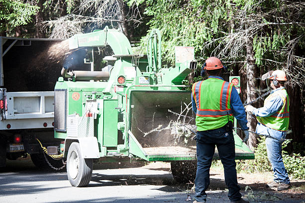 Best Fruit Tree Pruning  in Mckeesport, PA