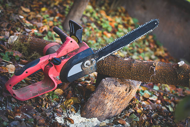 Best Root Management and Removal  in Mckeesport, PA