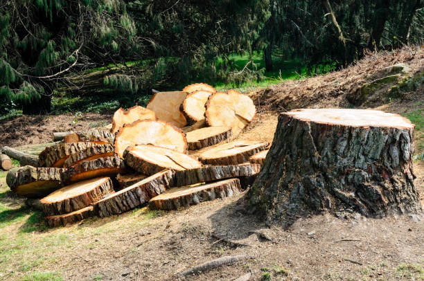 Best Tree Removal  in Mckeesport, PA